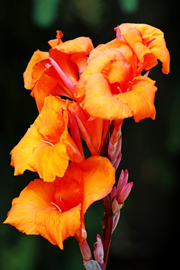 Orange Canna Lily  Bouquet by Deb Oppermann